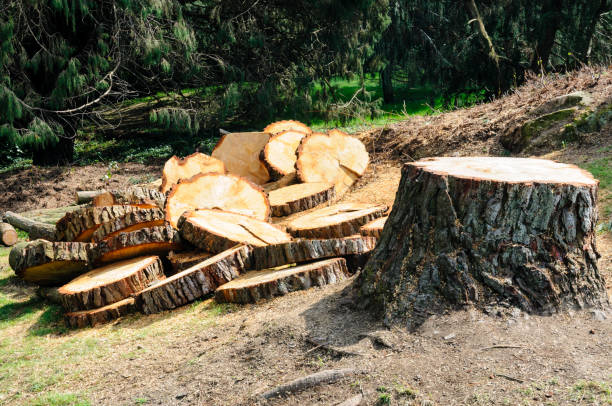 How Our Tree Care Process Works  in  Hybla Valley, VA